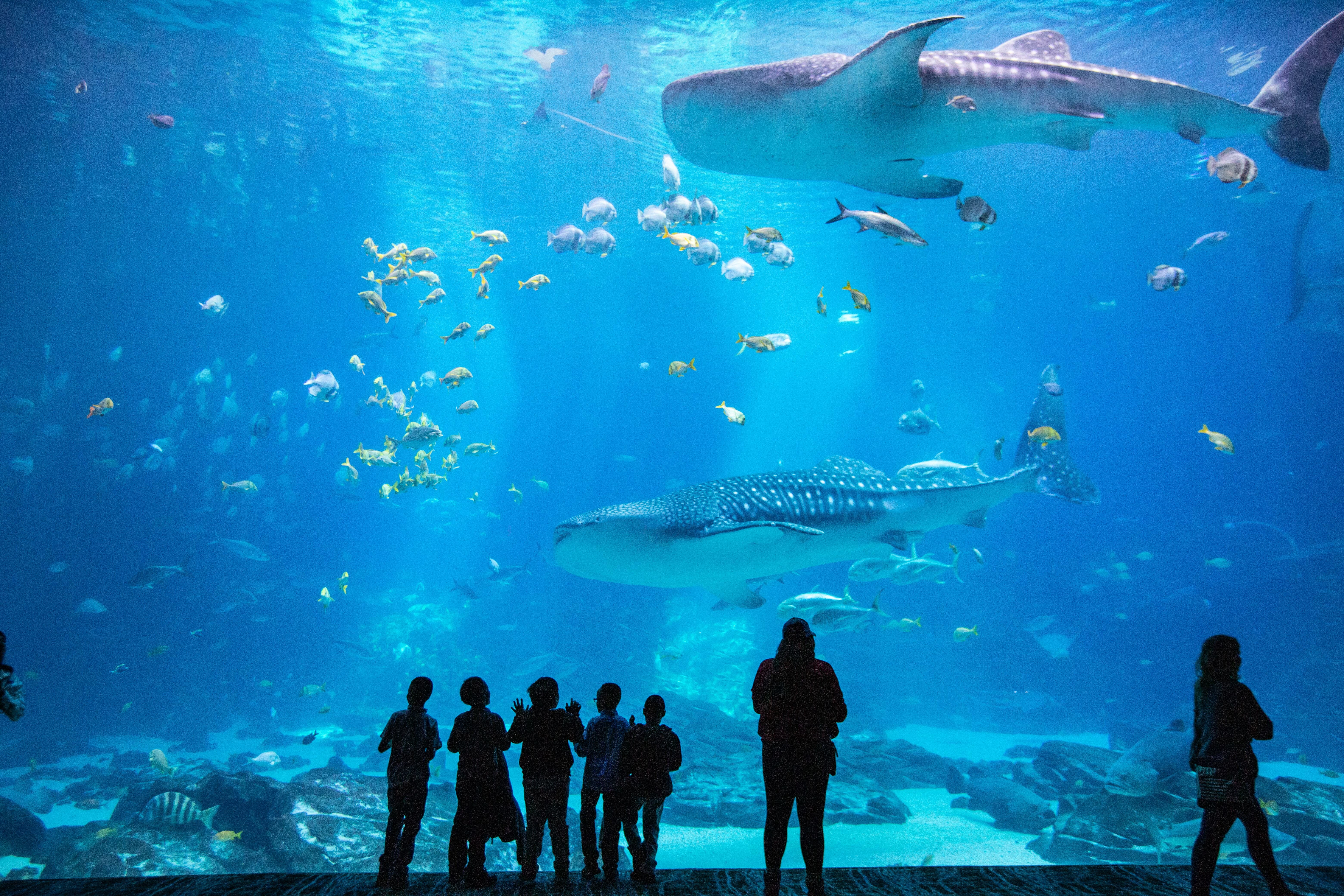 Georgia Aquarium